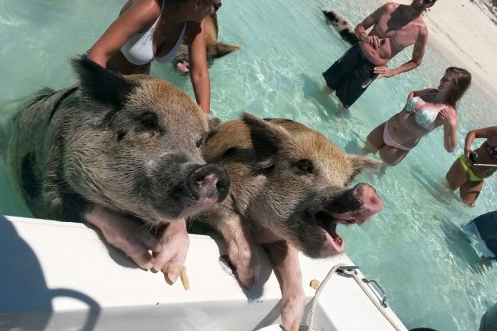 a person and a dog on a boat