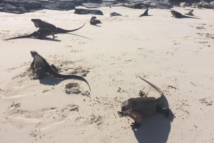 a flock of birds sitting on top of a beach