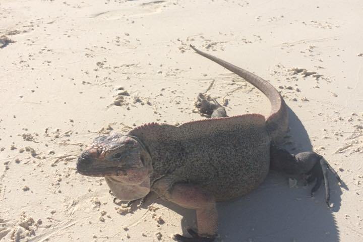 a reptile on a beach