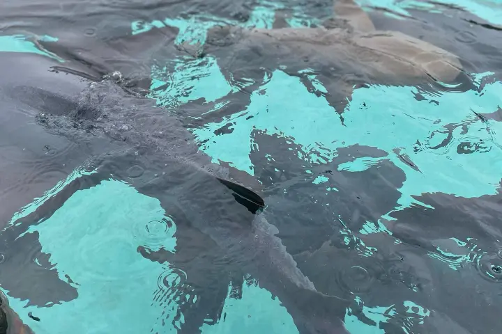 a fish swimming under water