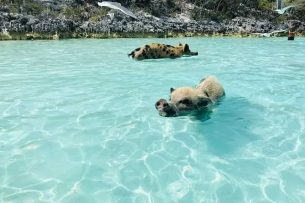 a dog swimming in a pool of water